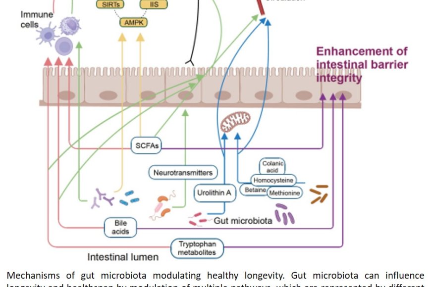 Gut Microbiota And Healthy Longevity Sciencemission