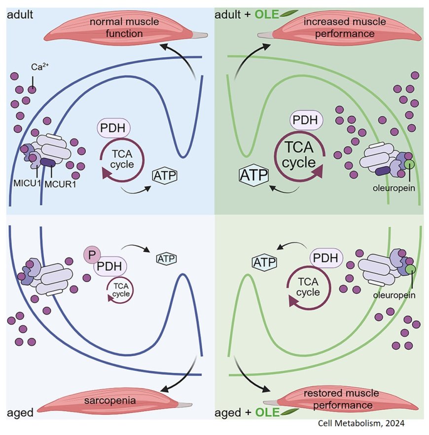 Mitochondrial calcium uptake declines during aging and is directly activated by oleuropein to boost energy metabolism and skeletal muscle performance