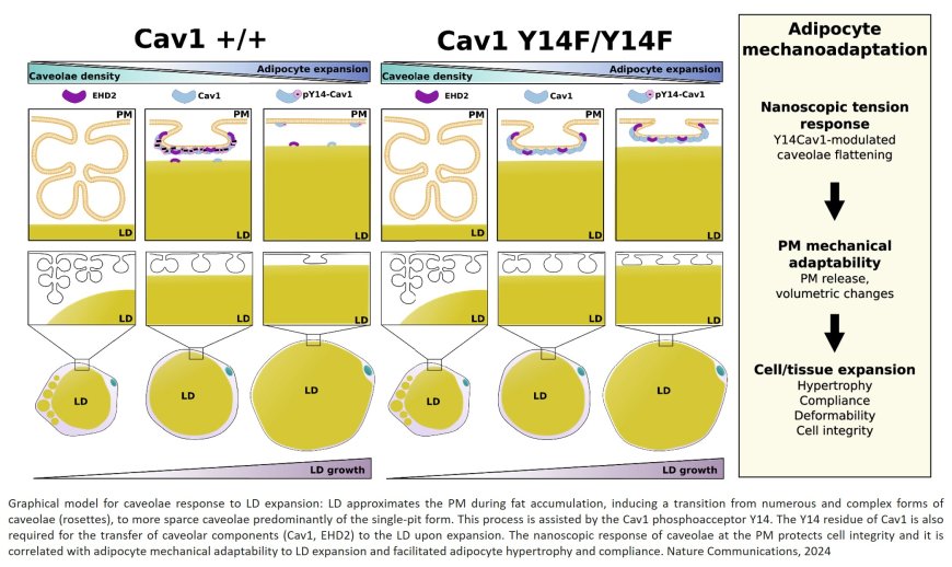 Plasma membrane remodeling determines adipocyte expansion and mechanical adaptability