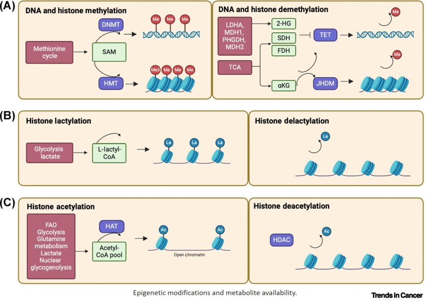 Mechanisms governing lineage plasticity and metabolic reprogramming in cancer