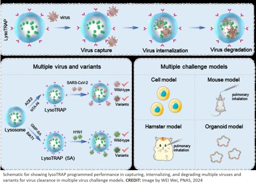 Lysosomal “TRAP” for clearance of viruses and variants developed!