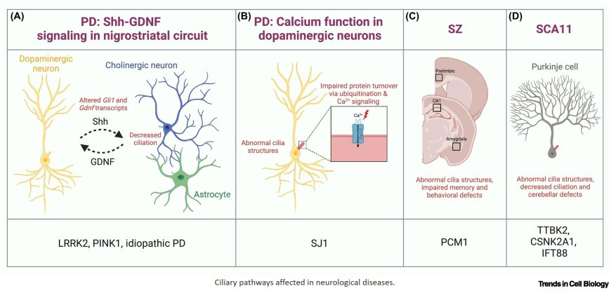 Roles for primary cilia in synapses and neurological disorders