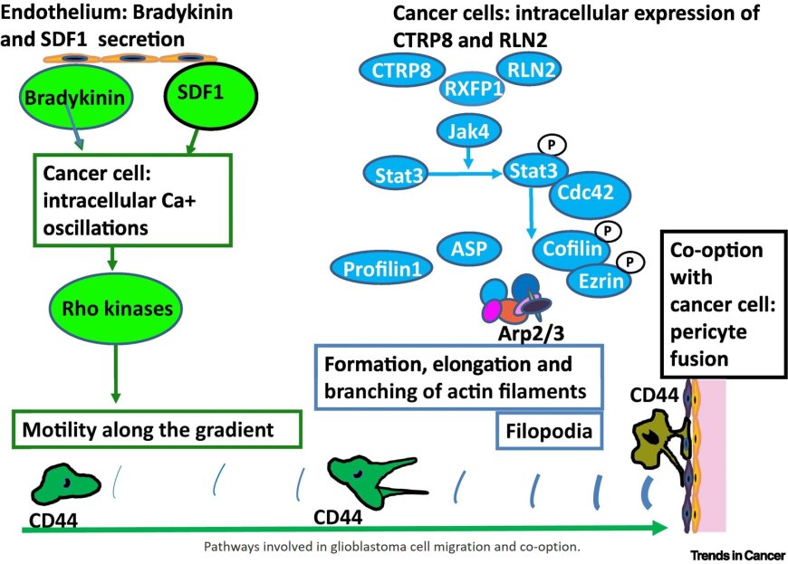 Accessing the vasculature in cancer: revising an old hallmark