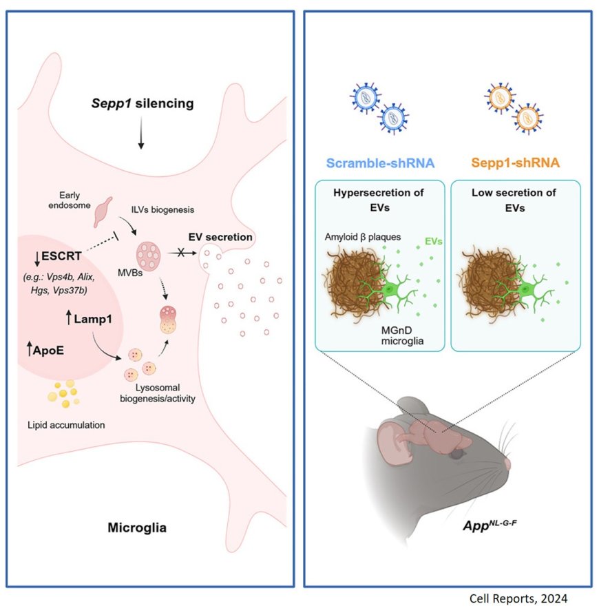 Selenoprotein P is a target for regulating extracellular vesicle biogenesis and secretion from activated microglia in vivo