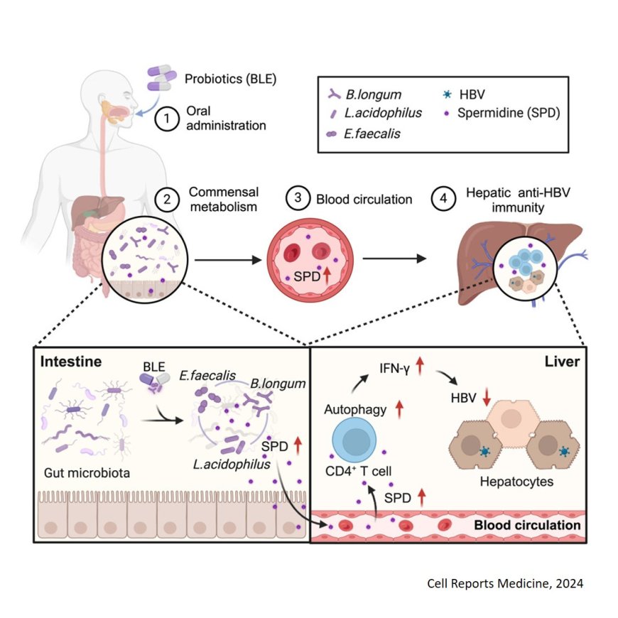 Probiotics and their metabolite spermidine enhance IFN-g+  CD4+ T cell immunity to inhibit hepatitis B virus