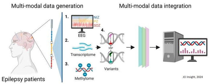 High-resolution multimodal profiling of human epileptic brain activity via explanted depth electrodes