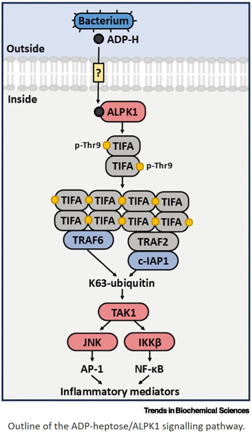 Diseases caused by altered specificity of a protein kinase for its allosteric activators