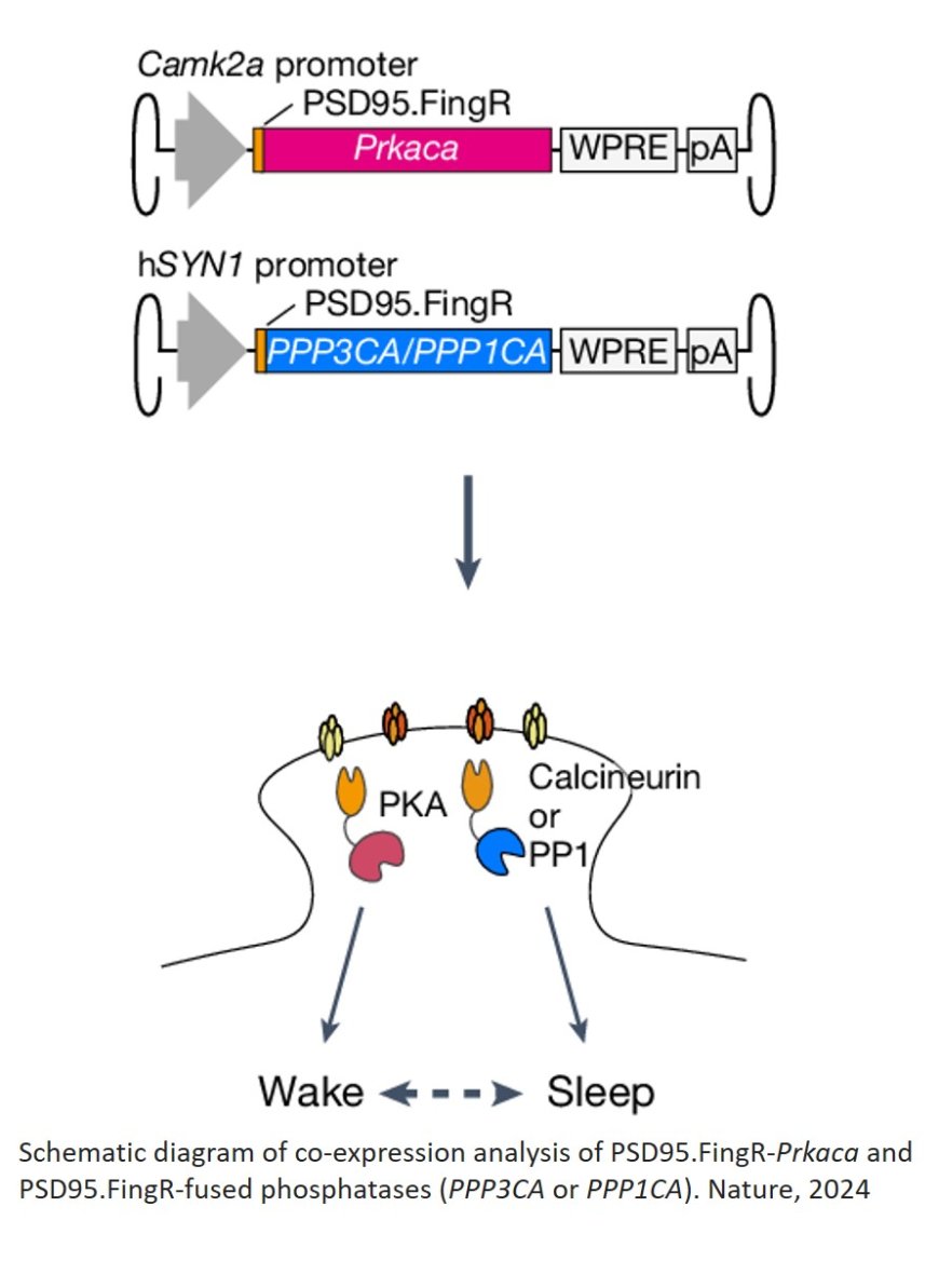 Phosphorylation and dephosphorylation enzyme groups regulate sleep and wakefulness