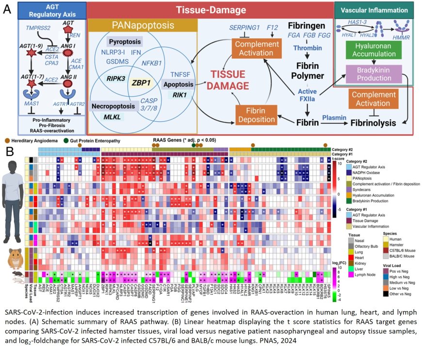 Lethal COVID-19 associates with RAAS-induced inflammation for multiple organ damage including mediastinal lymph nodes