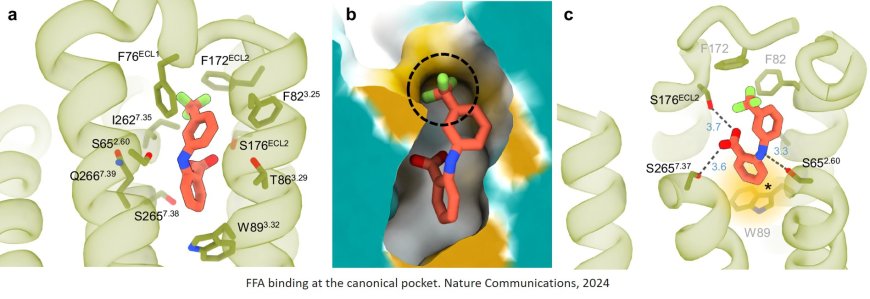 Hidden pocket in human bitter taste receptor discovered