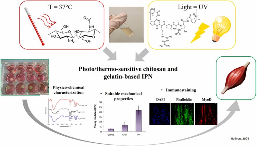 Synthetic 3D extracellular matrix for muscle tissue