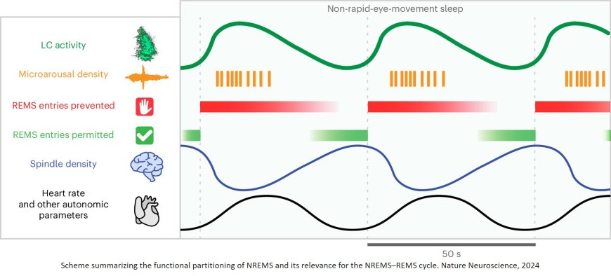 A new clock to structure sleep