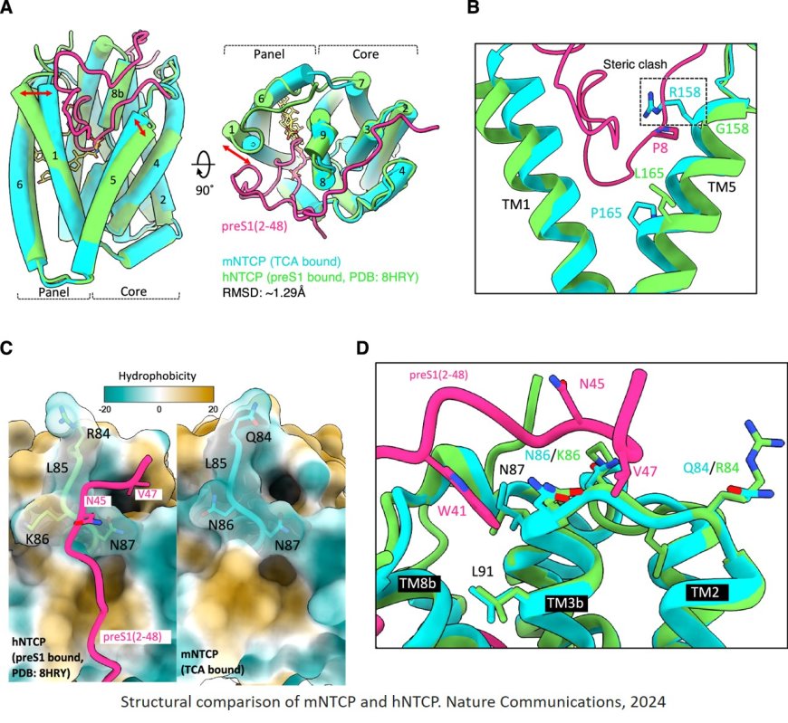 Why humans are susceptible to hepatitis B virus, but monkeys are not