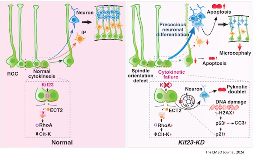 Kinesin-like motor protein KIF23 maintains neural stem and progenitor cell pools in the developing cortex