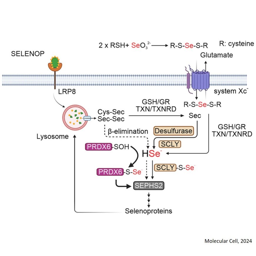 Peroxiredoxin 6 (PRDX6) contributes to selenocysteine metabolism and ferroptosis resistance