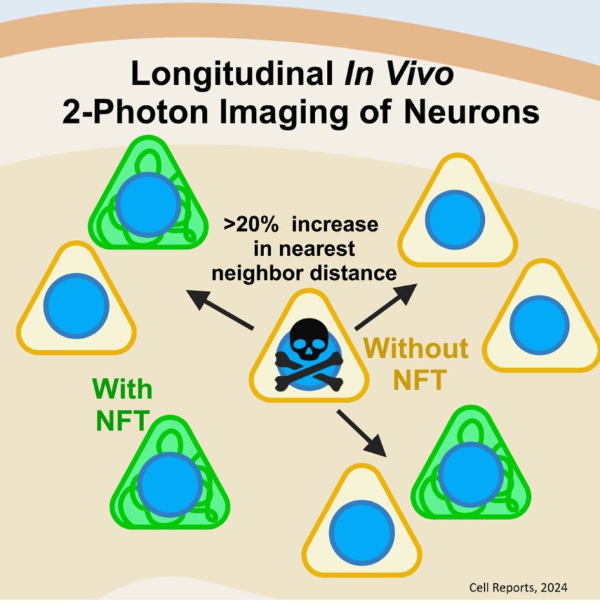 Neurofibrillary tangle-bearing neurons have reduced risk of cell death in mice with Alzheimer’s pathology