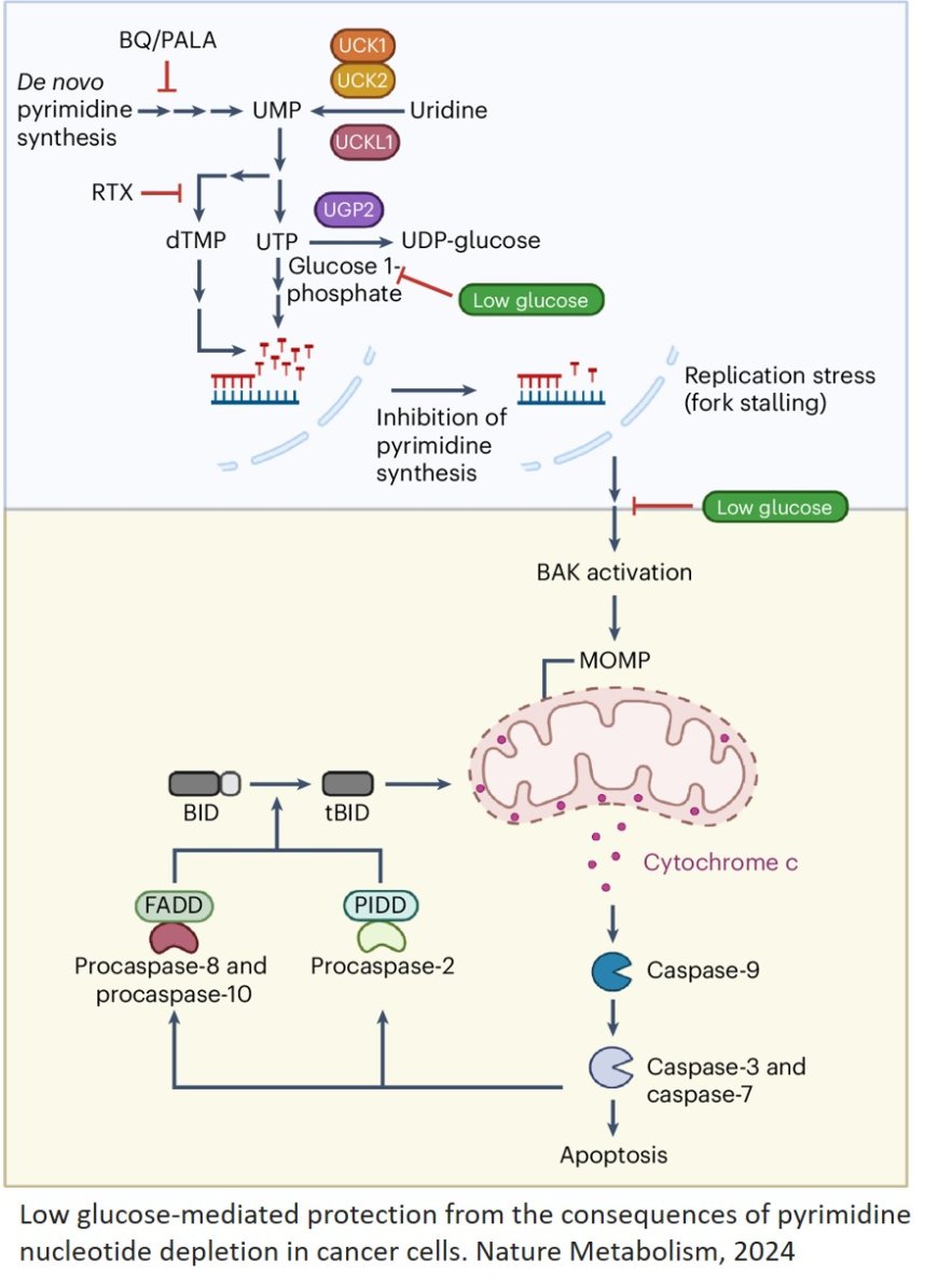 How cancer cells fend off starvation and death from chemotherapy