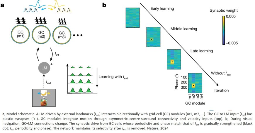 Just thinking about a location activates mental maps in the brain