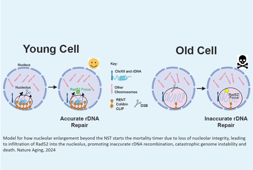 A mortality timer based on nucleolar size triggers nucleolar integrity loss and catastrophic genomic instability