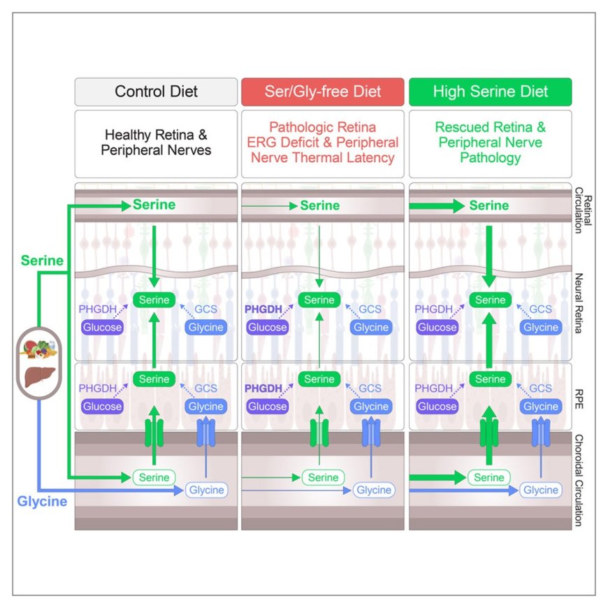 Serine and glycine physiology reversibly modulate retinal and peripheral nerve function