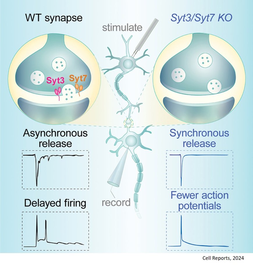 Synaptotagmins 3 and 7 mediate the majority of asynchronous release from synapses in the cerebellum and hippocampus