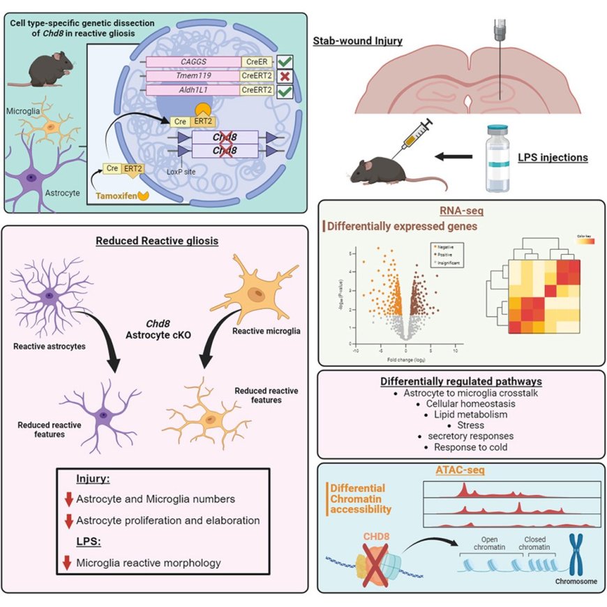 Autism-associated CHD8 controls reactive gliosis and neuroinflammation