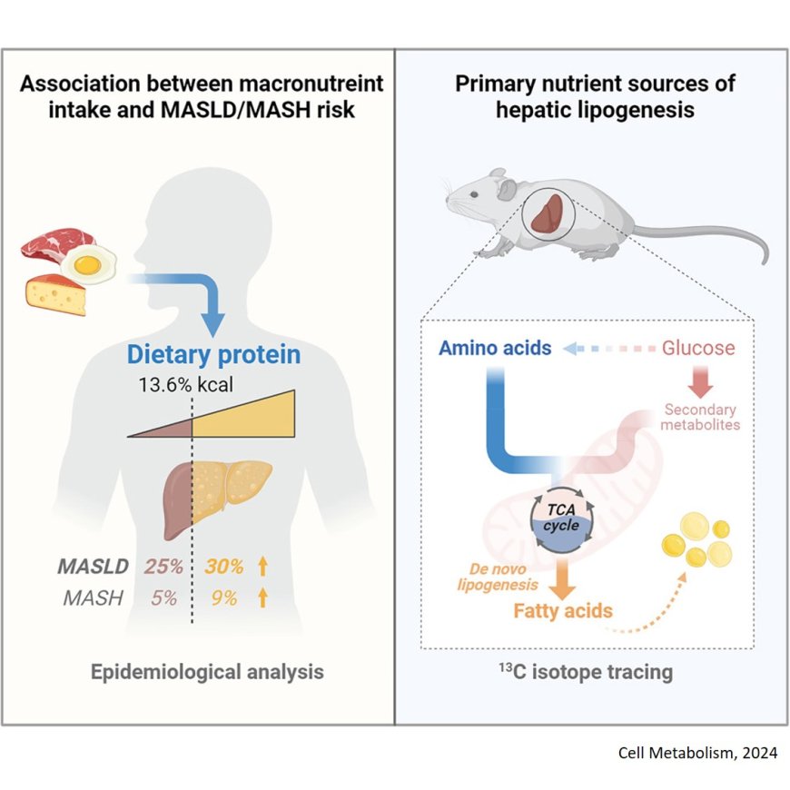 Amino acid is a major carbon source for hepatic lipogenesis