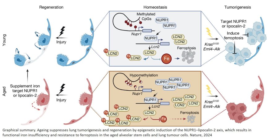 Ageing limits stemness and tumorigenesis by reprogramming iron homeostasis