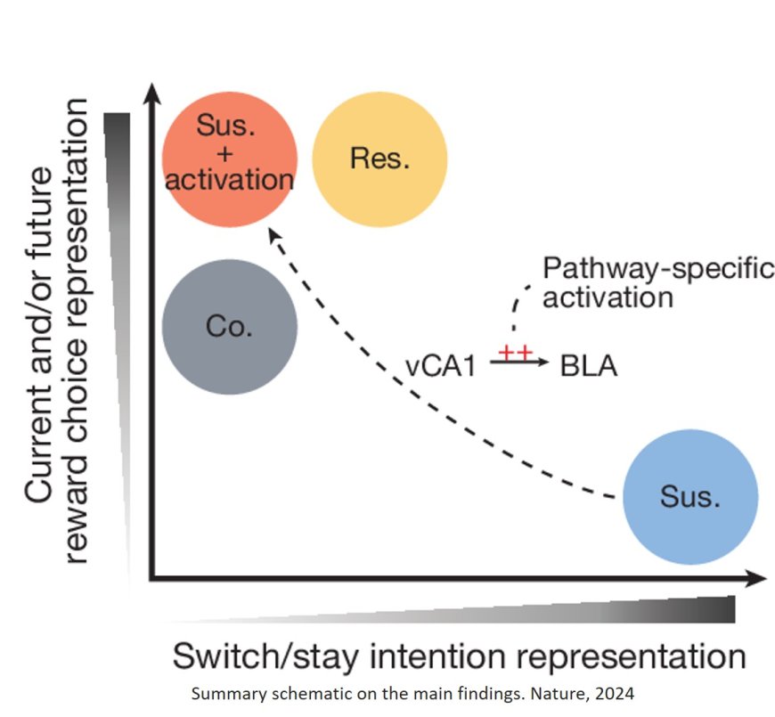 Understanding the neural code of stress to control anhedonia