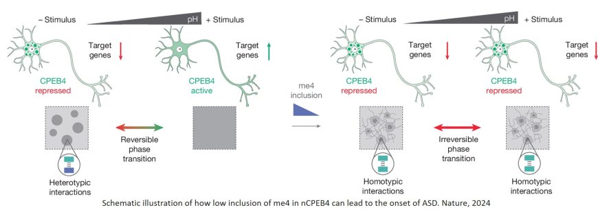 Neuronal microexon mis-splicing promotes CPEB4 aggregation in ASD