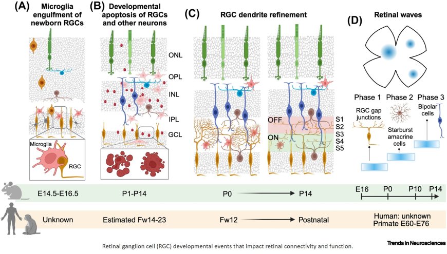 Retinal ganglion cell circuits and glial interactions in humans and mice