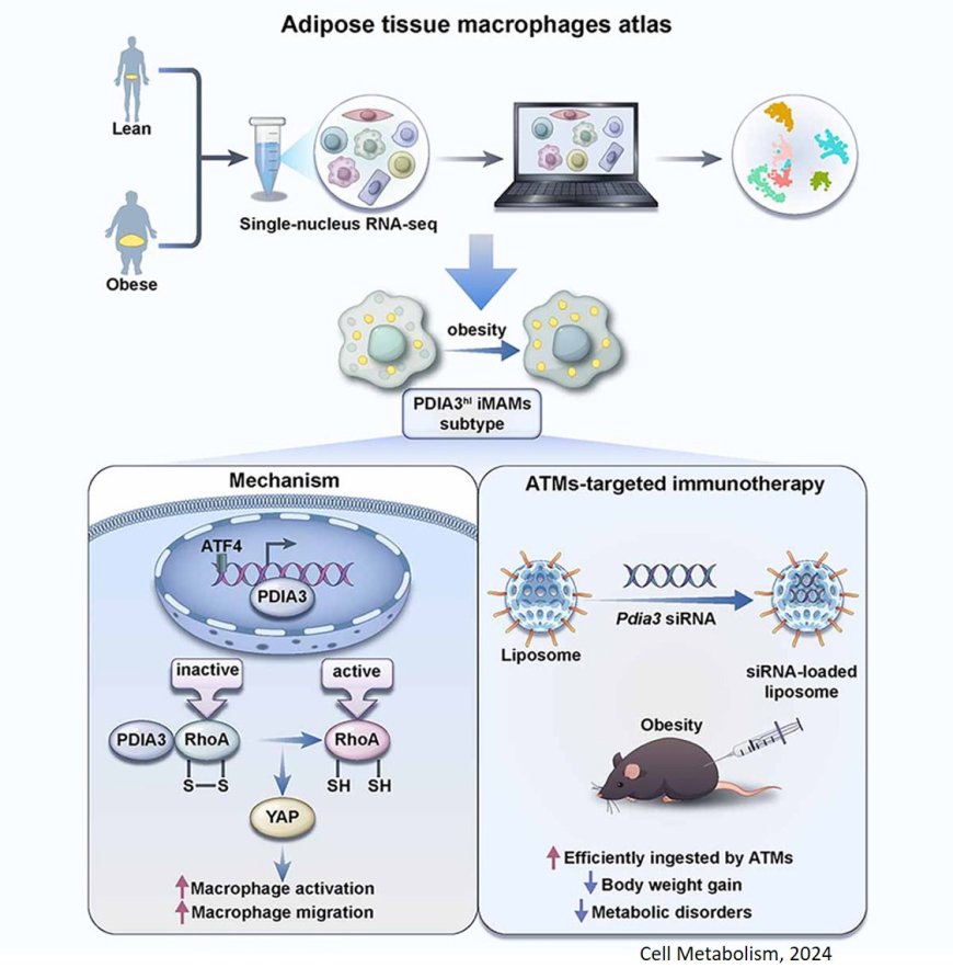 A novel subset of adipose macrophages identified in obesity