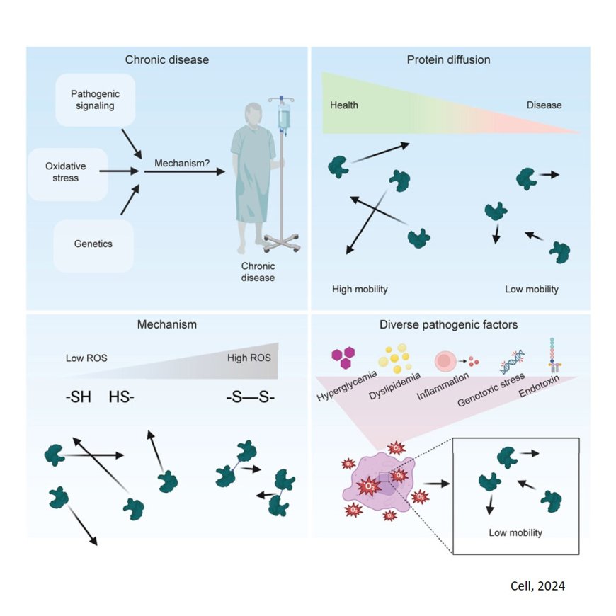 Cellular traffic congestion in chronic diseases