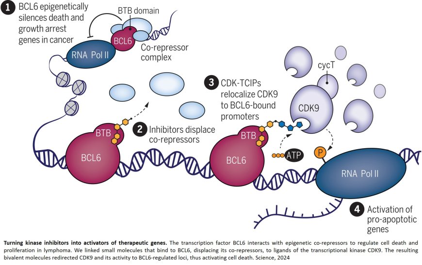 Relocalizing transcriptional kinases to activate apoptosis