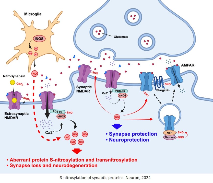 Redox regulation, protein S-nitrosylation, and synapse loss in Alzheimer’s and related dementias