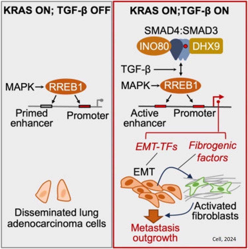 TGF-beta and RAS signaling are both required for lung cancer metastasis