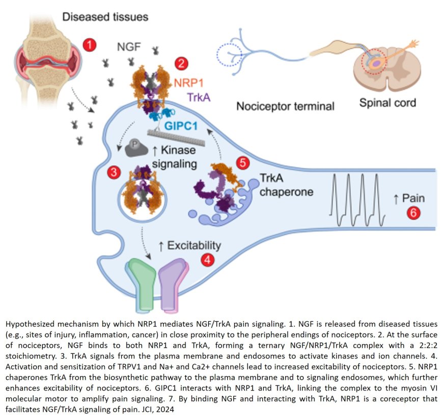 NEUROPILIN-1 INHIBITION SUPPRESSES NERVE-GROWTH FACTOR SIGNALING AND NOCICEPTION IN PAIN MODELS