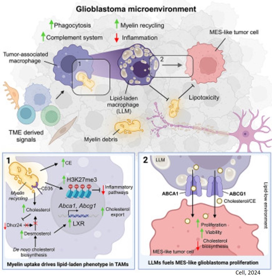 Brain cancer malignancy fueled by myelin recycling in macrophages