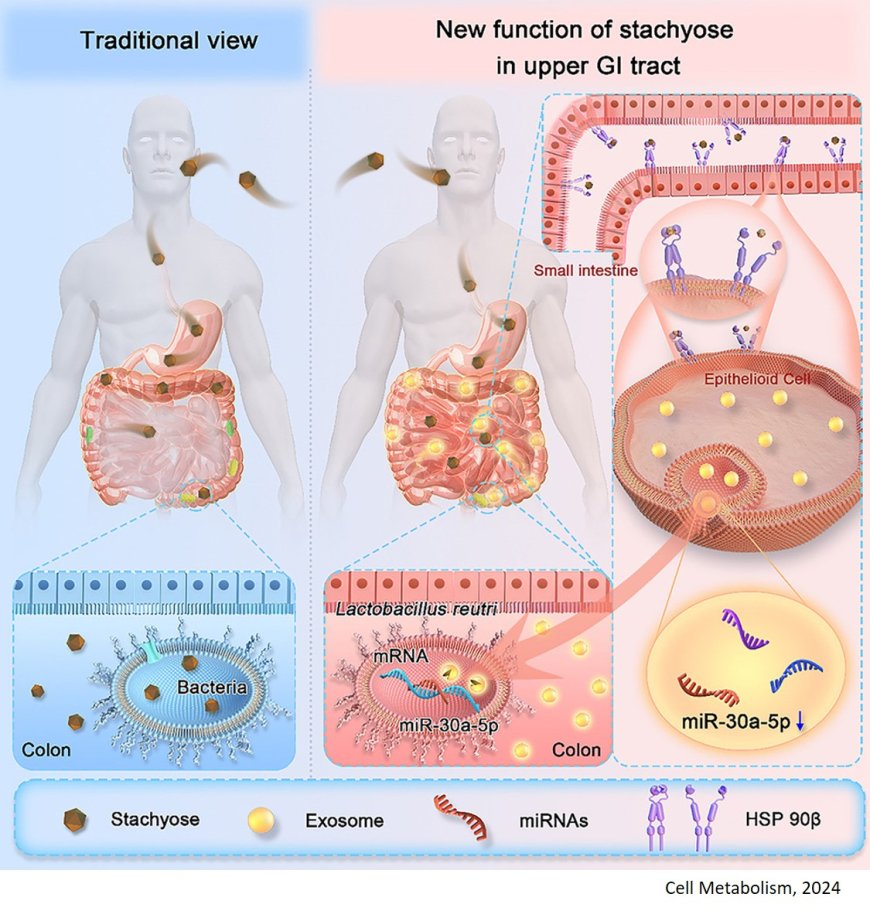 Nondigestible stachyose binds membranous HSP90b on small intestinal epithelium to regulate the exosomal miRNAs: A new function and mechanism