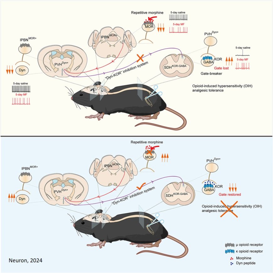 Central control of opioid-induced mechanical hypersensitivity and tolerance in mice