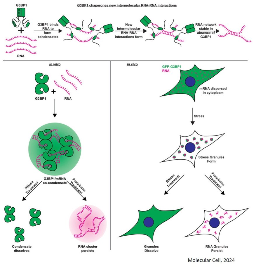 Intermolecular RNA-RNA interactions during RNA condensation