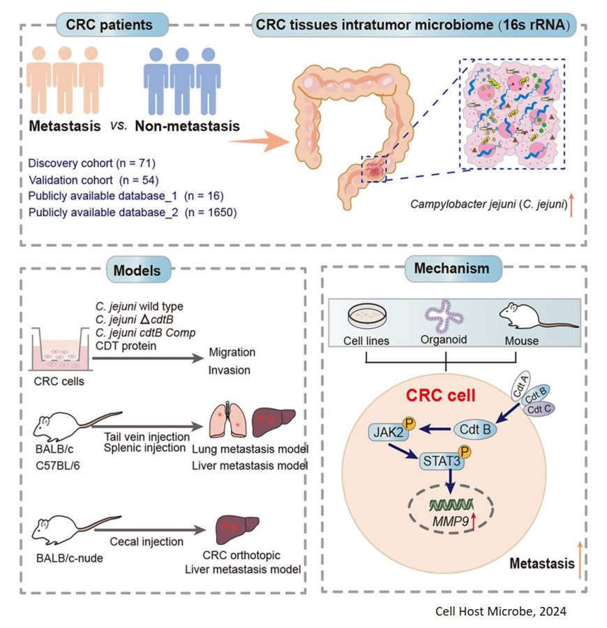 Common food poison toxin speeds colon cancer spread