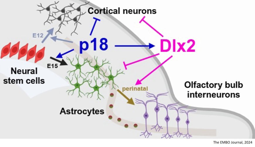 Cyclin-dependent kinase inhibitor p18 regulates lineage transitions of excitatory neurons, astrocytes, and interneurons in the mouse cortex