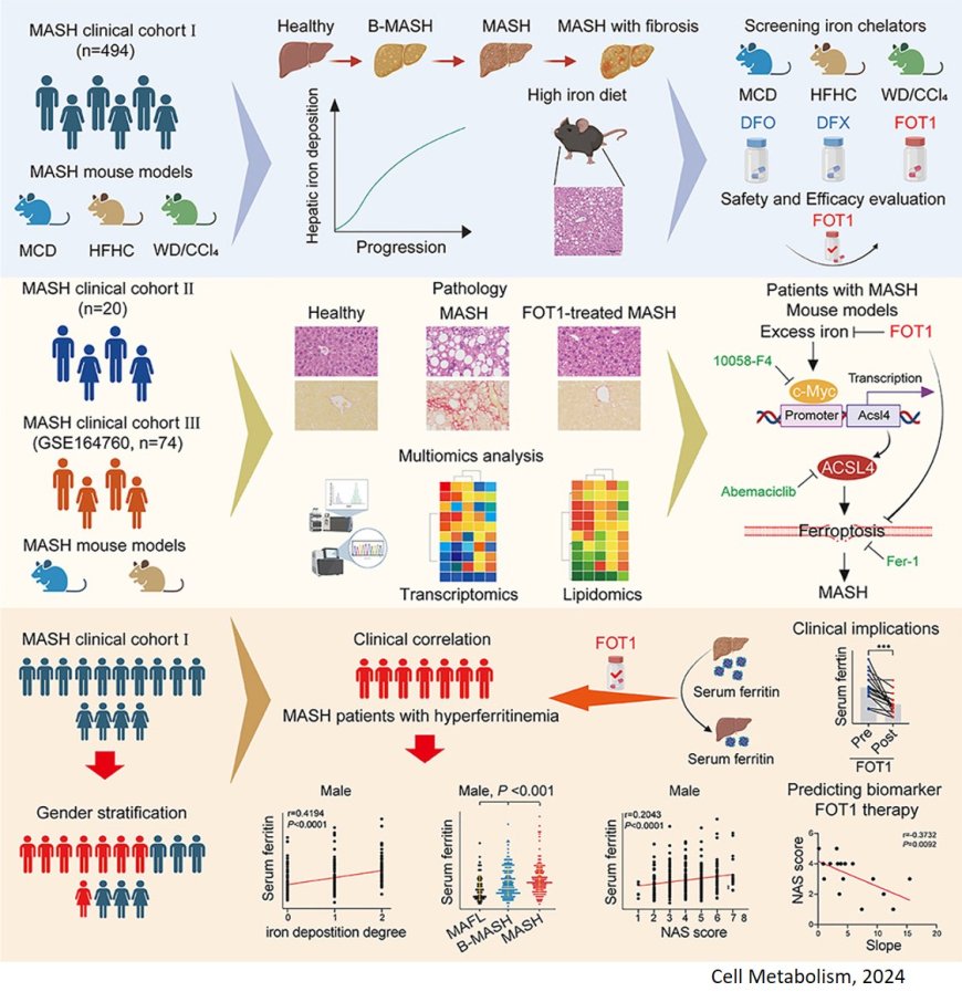 Integrative clinical and preclinical studies identify FerroTerminator1 as a potent therapeutic drug for MASH