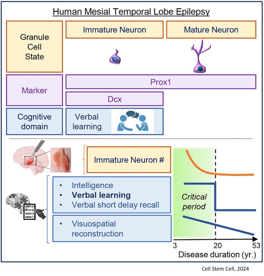 Human adult neurogenesis loss corresponds with cognitive decline during epilepsy progression