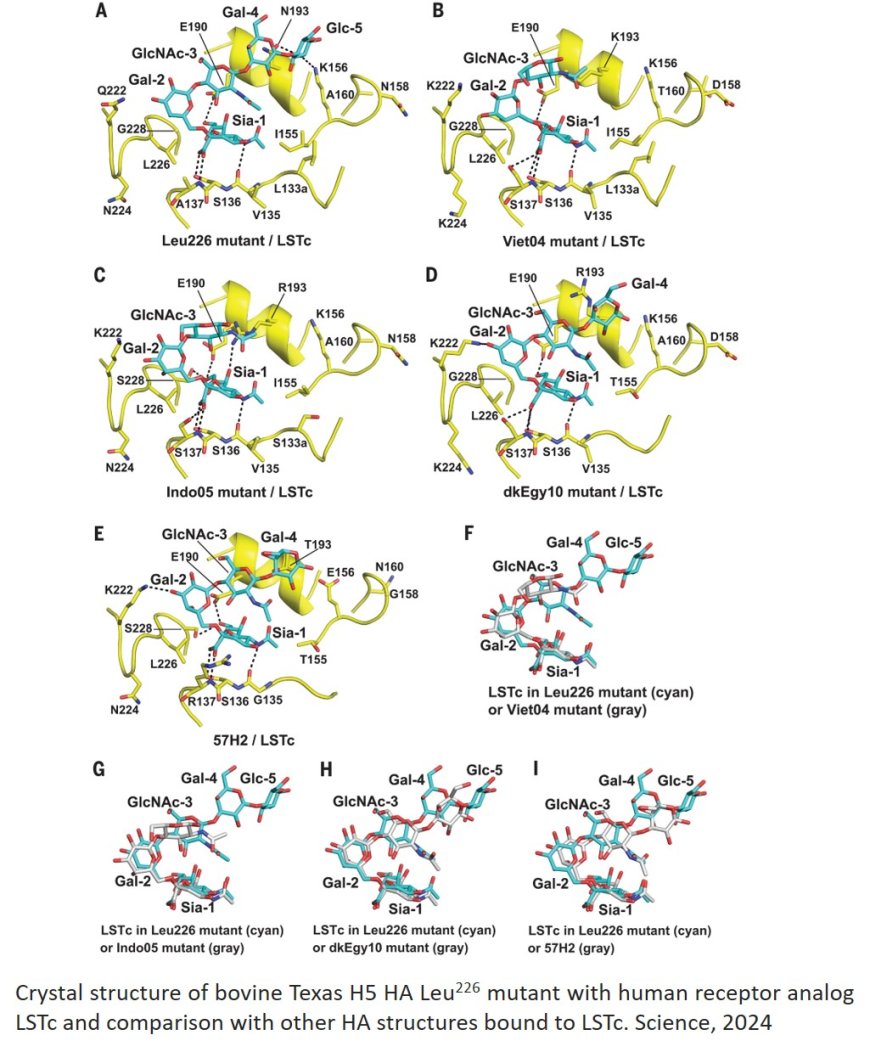 A single mutation in bovine influenza H5N1 hemagglutinin switches specificity to human receptors