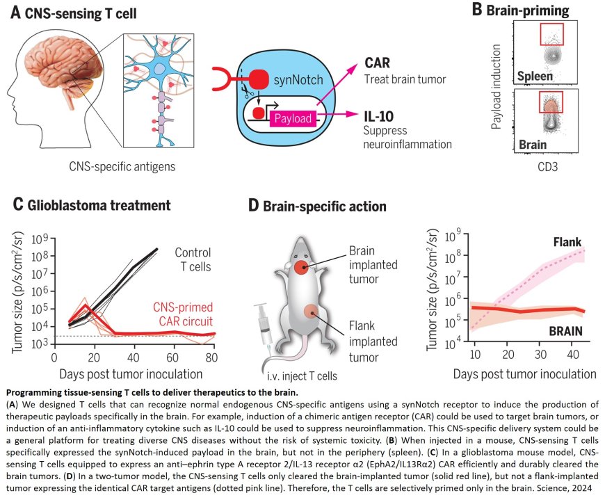 Programming immune cells to attack glioblastoma and treat multiple sclerosis