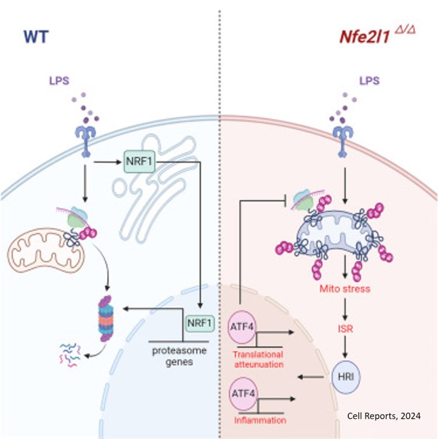 Macrophage NRF1 promotes mitochondrial protein turnover via the ubiquitin proteasome system to limit mitochondrial stress and inflammation