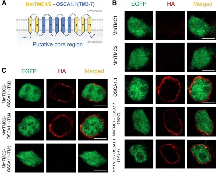 Human TMC1 and TMC2 are mechanically gated ion channels