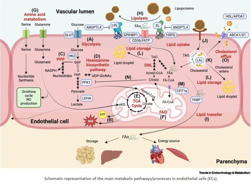 Intracellular endothelial cell metabolism in vascular function and dysfunction